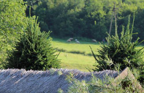 Agroturystyka Jagodowa Róża - Maria Farganus - Foto 10