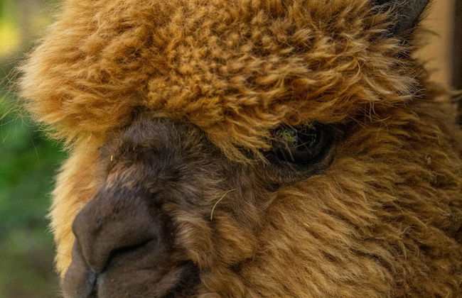 Alya Kartepe Villa Hotel - Foto 58