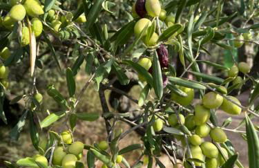 La Pujauline - Photo 15
