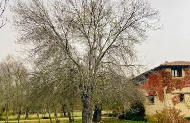 CASA RURAL LA FRESNEDA DE TENZUELA - Foto 20
