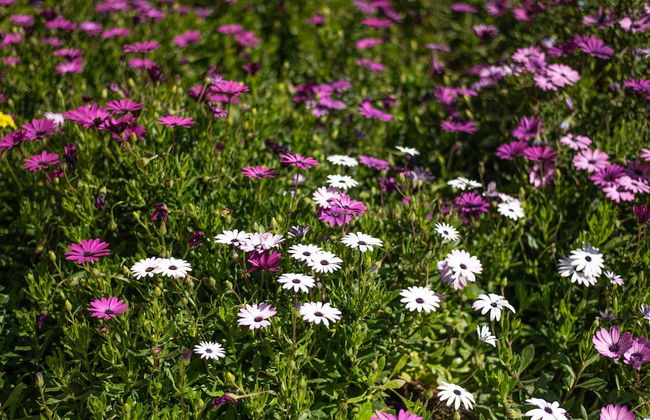 Plaque Panoramic SeaView Villa - Photo 39