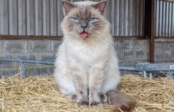 Glen Bay - 2 Bed Lodge on Friendly Farm Stay with Private Hot Tub - Foto 66