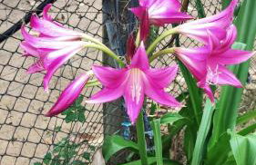 Casa de Campo , Lagoa Nova - Linhares ES - Foto 29