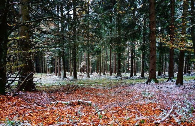 Large House in Winterberg in the Sauerland Region - Foto 67