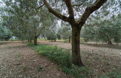 Agriturismo - La Campagna di San Francesco - Foto 45