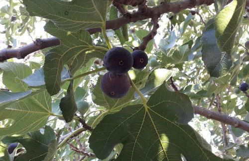 FINCA RIODIEL - Foto 48