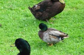 Wild Coastal Retreat at Troed Y Rhiw Aberporth, West Wales - Foto 33