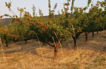 Gîte les trois abeilles - Foto 29