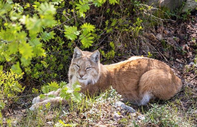 Ranua Resort Arctic Igloos - Foto 23