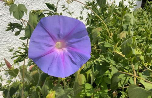 Villa Andaluz - Spacious villa natural reserve - sea view - Foto 45