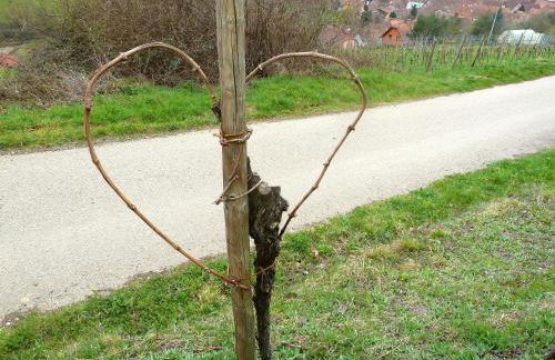 Appartement charmant à Epfig avec vue sur jardin - Foto 19