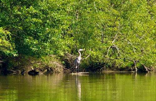 Little River Guest House at Tennessee RiverPlace - Foto 63
