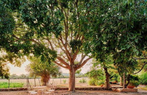 Sa Sinia - Finca en el corazón de la Tramuntana - Foto 45