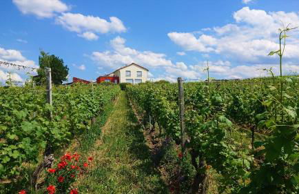 Weinbergshof Rickel - Foto 1