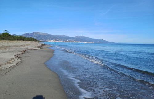 les pivoines - Foto 8