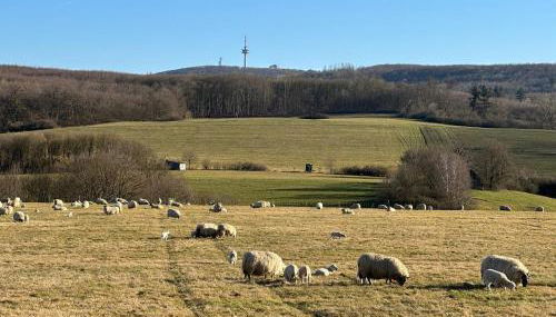 Ferienhaus – Bergblick am Köterberg - Foto 4