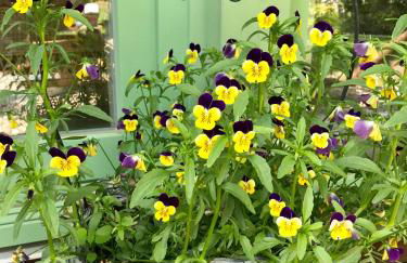 "Schiffszimmermannshaus" by Ferienhaus Strandgut - Foto 16