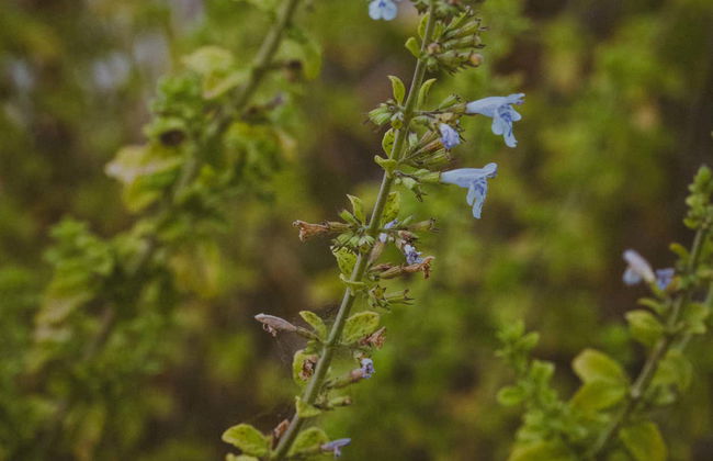 Visite de la distillerie Casa Nepeta - Photo 3