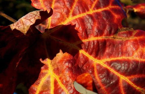 Casa Máximo - Foto 41