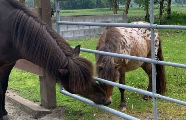 Holiday Apartment Ponywiese - Foto 14