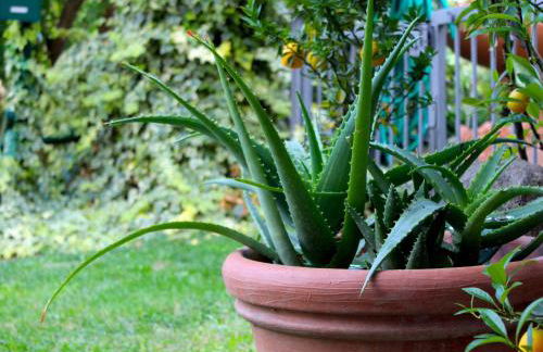 AMAZING LANGHE AND MONFERRATO | House with garden - Foto 34