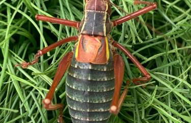 villa taro - Foto 52