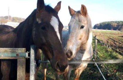 Ferienhaus-petertilo - Foto 13