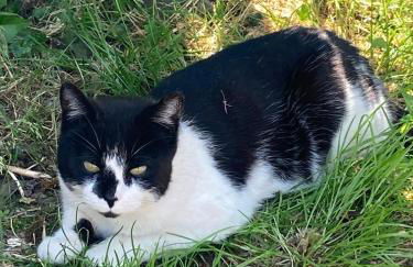 Wegekaten - Ferienwohnungen unter Reet - Foto 79