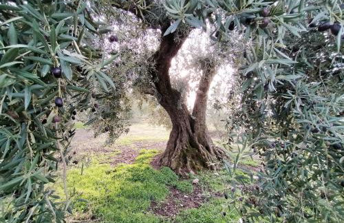 Encinar de Aguas Blancas - Foto 28