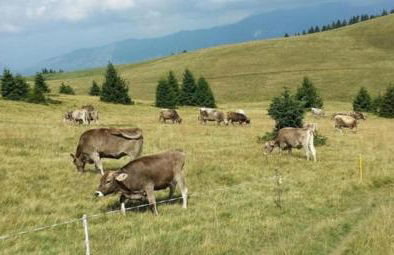 Presolana House - Photo 31