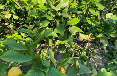 Casa Limone - Foto 64