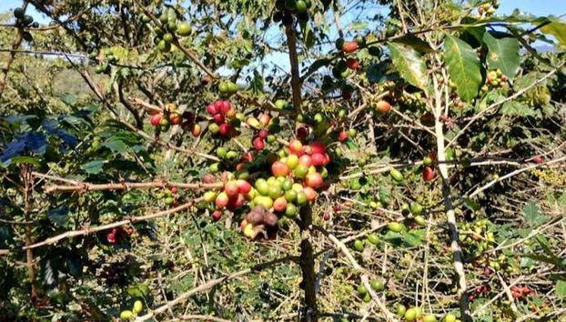 Nous vous expliquerons tout le processus du café