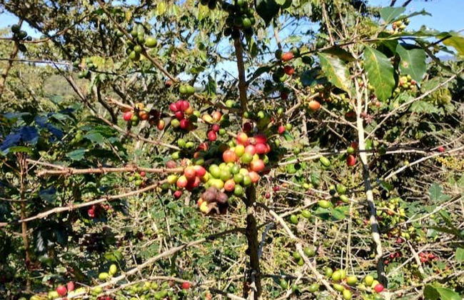 Visite sur le thème du café à Tenejapa + Visite de Romerillo et Cruztón - Photo 5