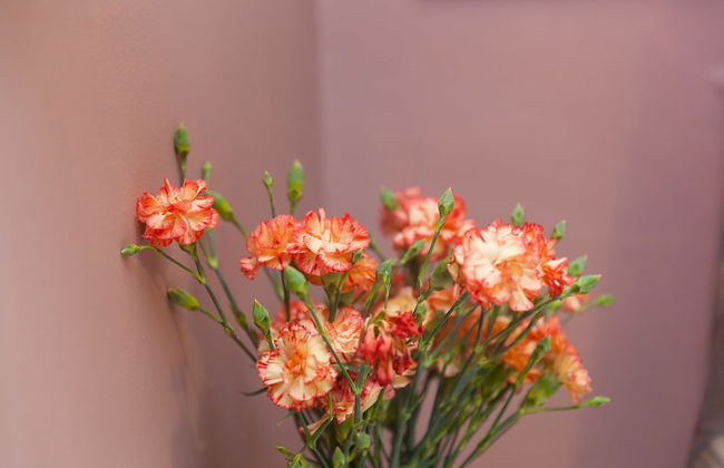 The Artist's Cottage near St. Ives - Foto 35