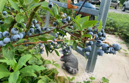 Private 5-Acre Escape - Pool, Lake & Gardens - Foto 26