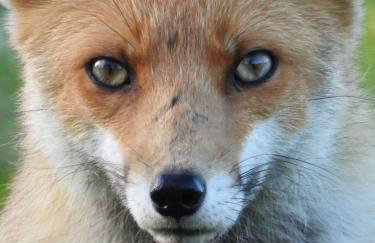 The Little Cabin - Foto 22