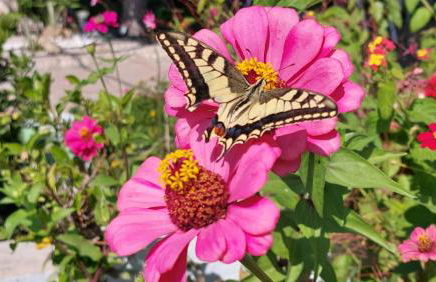 Haraki Mare Studios beach front - Foto 67