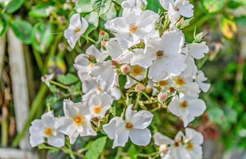 1 Bed in Ringwood oc-93169 - Foto 17