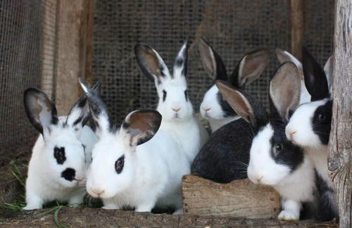 Agriturismo Vigna Mai - Foto 34