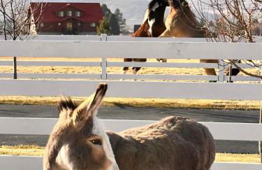 Studio Pool House by Xquisite Rentals - Photo 19