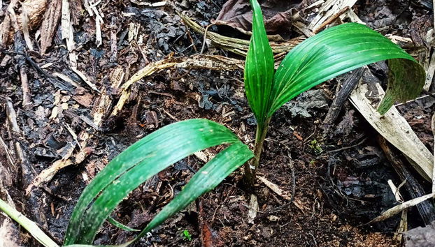 Viendo una palma de cera de pequeñas dimensiones