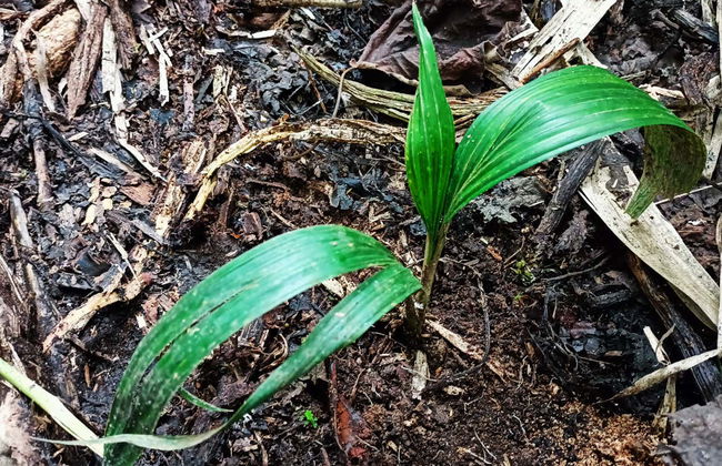 Palma de Cera Ecocultural Centre Tour - Foto 4