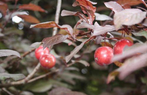 Quinta do Casal da Bica - Foto 33