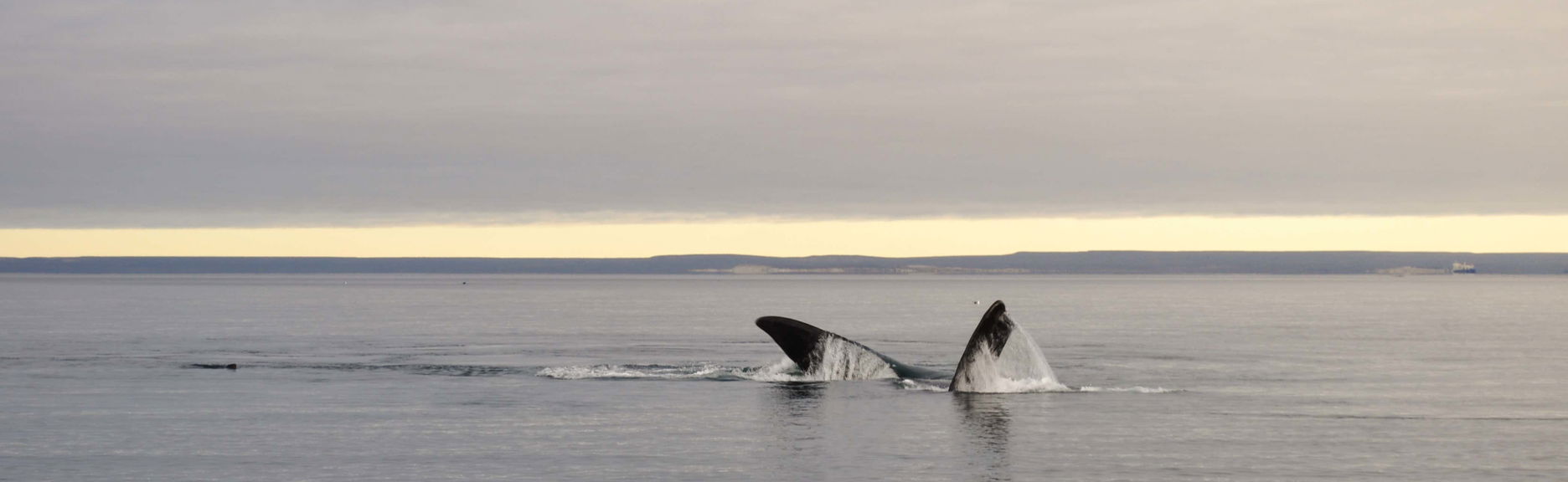Observation de baleines à El Doradillo
