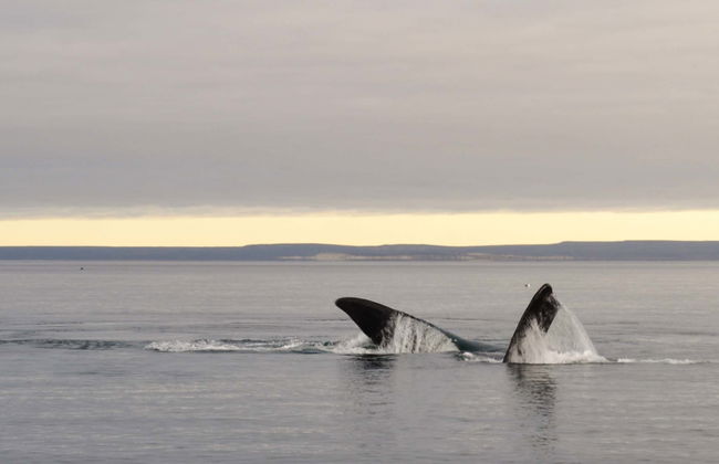 Observation de baleines à El Doradillo - Photo 1