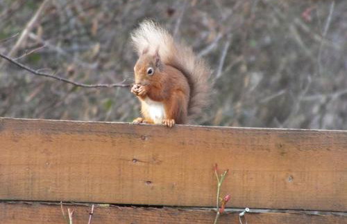Woodburn ground-floor apartment in quiet setting in Pitlochry - Foto 33