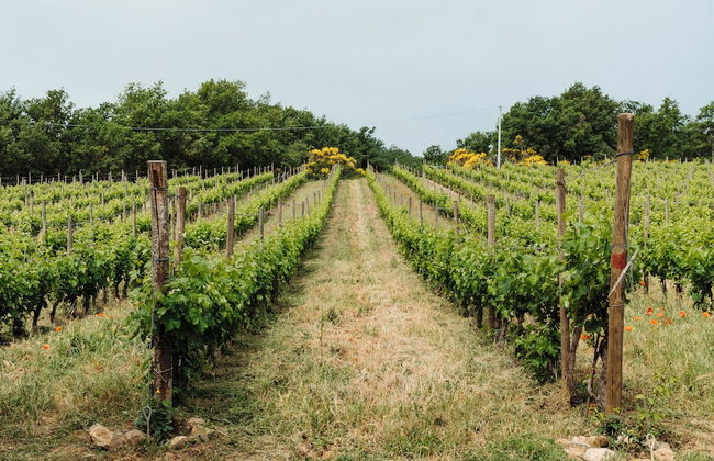 Agriturismo Piombaia - Foto 26