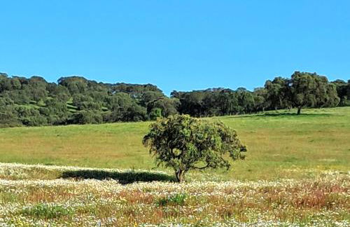Casa Jasmim - charming houses - Alojamento Local - perto Zambujeira do Mar - Foto 60