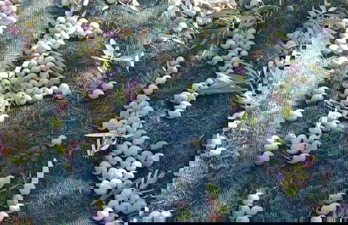 La Piana degli Ulivi - Foto 51