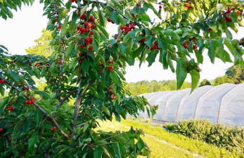 Incanto del Garda - Foto 44